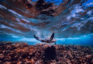 ハワイの海のサンゴ礁も多くが絶滅の危機に